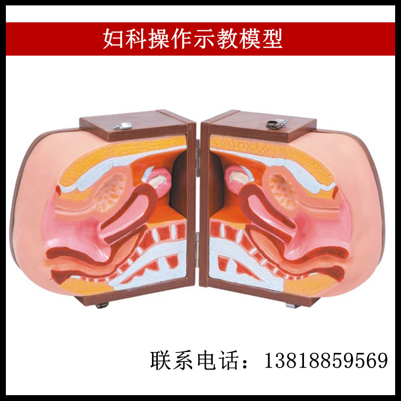 妇科操作示教模型