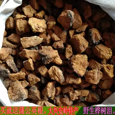 Northeast specialty birch brown hole fungus Birch tears Birch guts White birch velvet Daxinganling wild birch velvet