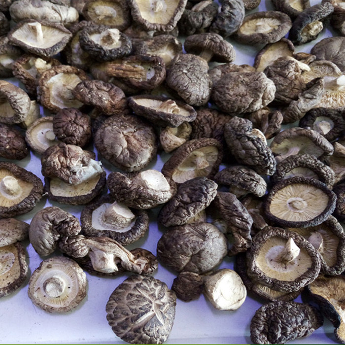 Northeast shiitake mushrooms mushrooms