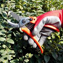 Taiwan sono pruning shears knife labor-saving scissors horticultural pruning shears Fruit tree pruning branches scissors