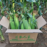 Mi Nong's Fruit Corn Fresh Sweet Sweet Corn Walks теперь собирайте и есть хрустящие сладкие 1,5 кг свежих овощей