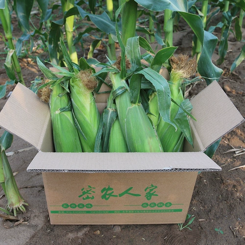 Mi Nong's Fruit Corn Fresh Sweet Sweet Corn Walks теперь собирайте и есть хрустящие сладкие 1,5 кг свежих овощей