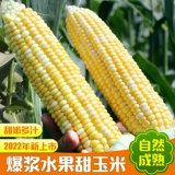 Mi Nong's Fruit Corn Fresh Sweet Sweet Corn Walks теперь собирайте и есть хрустящие сладкие 1,5 кг свежих овощей