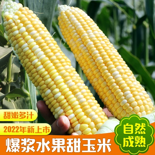 Mi Nong's Fruit Corn Fresh Sweet Sweet Corn Walks теперь собирайте и есть хрустящие сладкие 1,5 кг свежих овощей
