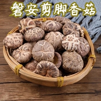 Zhejiang Panan farm edible shiitake mushrooms fine cut foot flower mushroom dried goods 500g diameter 3-4 cm specialty mushrooms