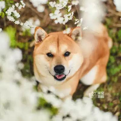 (English pet) Photography Director Beijing Shanghai Guangzhou National Professional Pet Photography Cat Dog Rabbit Photo