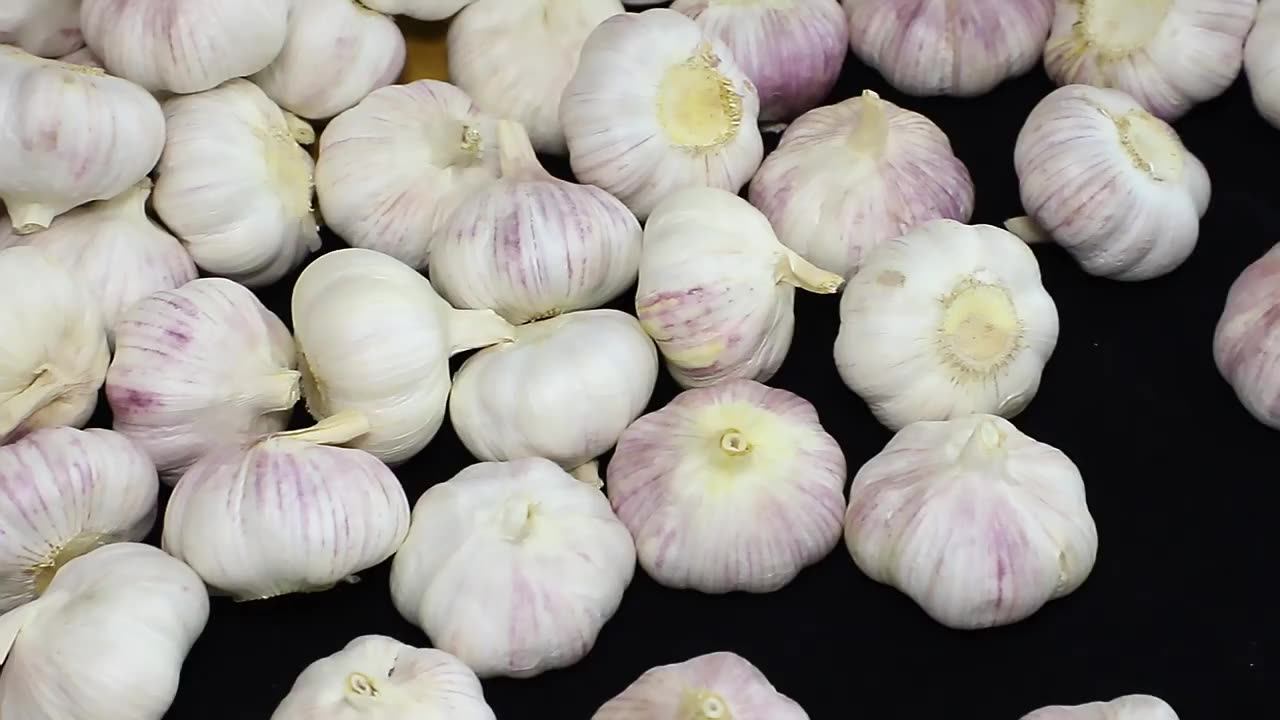 Wholesale New Fresh Garlic Supplier Normal White Garlic Alho Ail G1 Manufacturer Good Quality