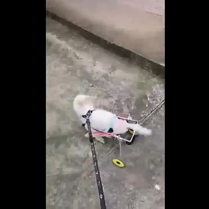 残疾大小狗轮椅后肢助力宠物推车猫狗通用康复辅助锻炼后腿支架 - XXXS(3斤内)*/默认项