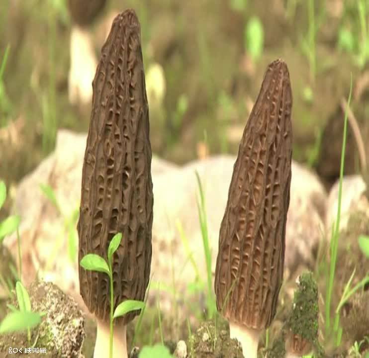 Wholesale Prices Dried Morels Sichuan Price Of Black Morel Mushroom Buy Price Of Black Morel