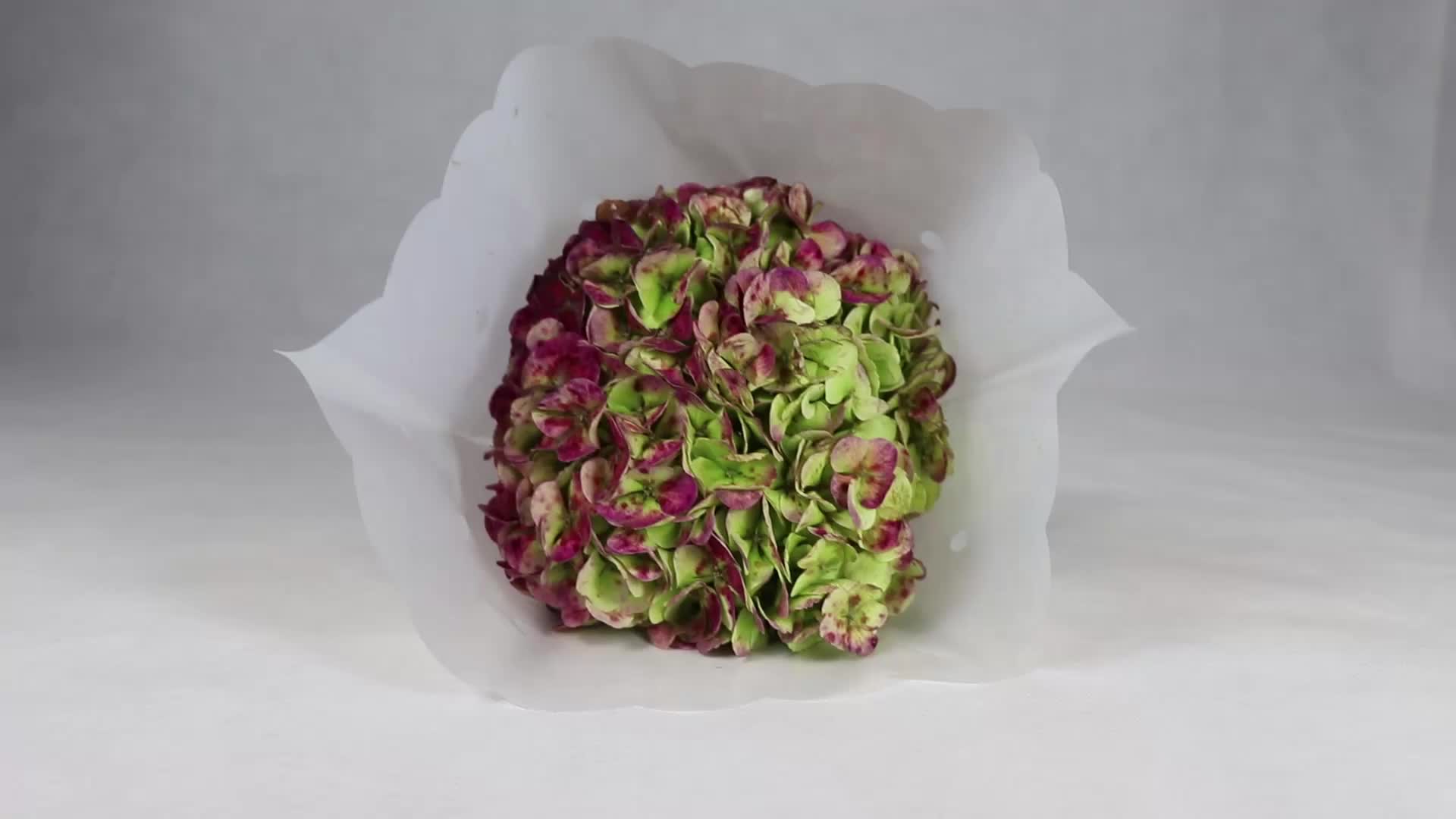 Top Selling Fresh Cut Flower With Multi Color For Mother's Day Gift Hydrangea Flower Wholesale