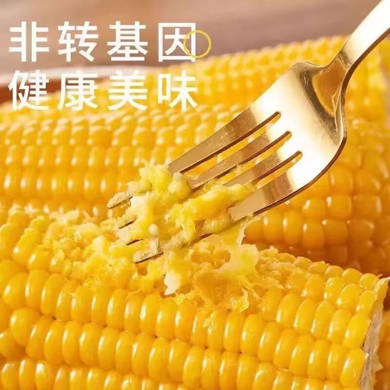 黑玉米是转基因的吗？吃了到底好不好？真相来了！