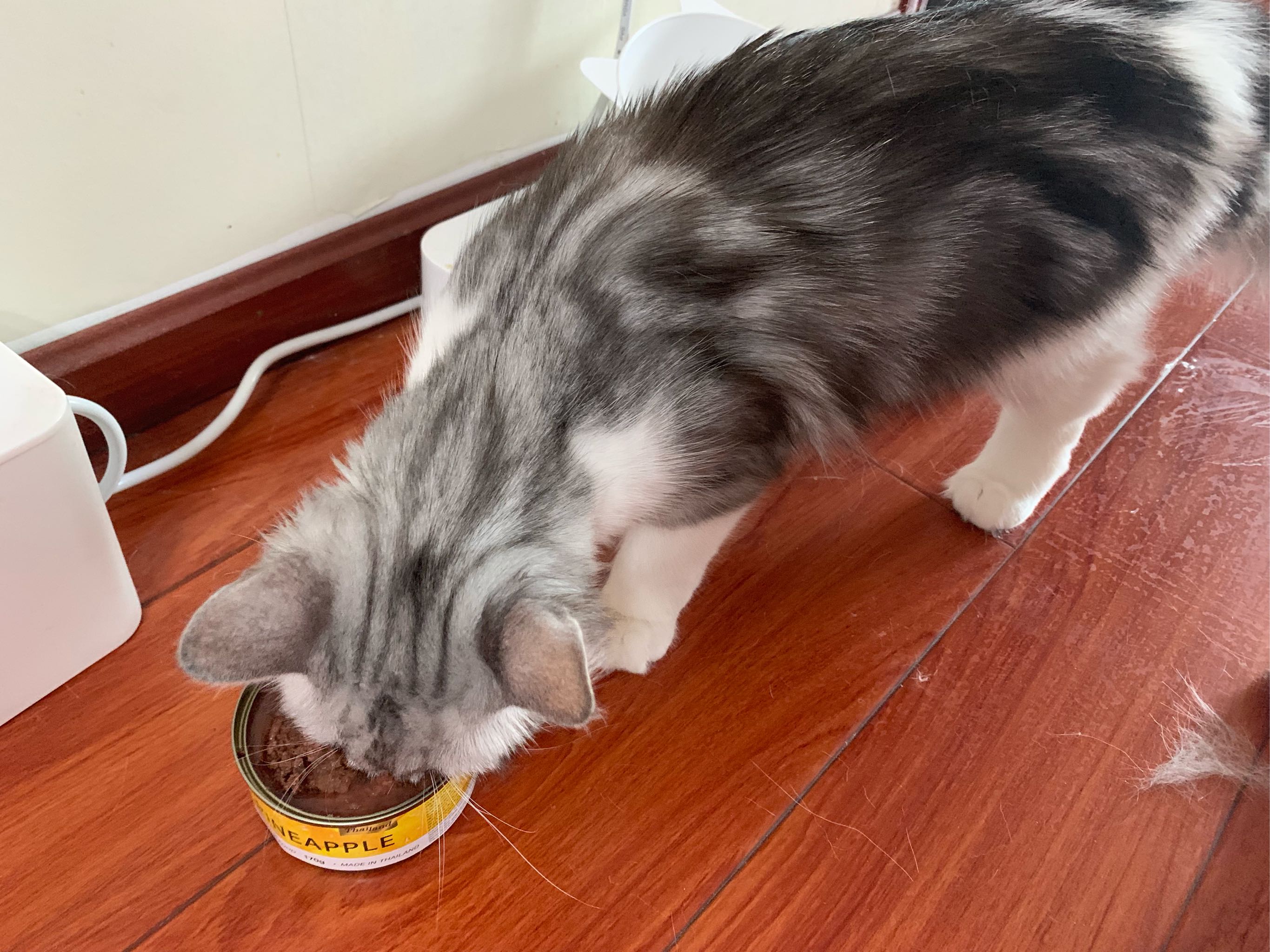 能治愈挑嘴喵星人的进口猫罐头怎么样，好用吗？使用感受分享,第7张