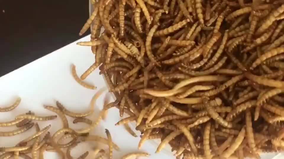 Human Meal Mealworms Insect Edible Mealworm Buy Human Meal Mealworms Insect,Edible Mealworm