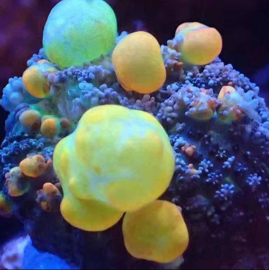 文远水族的LOGO