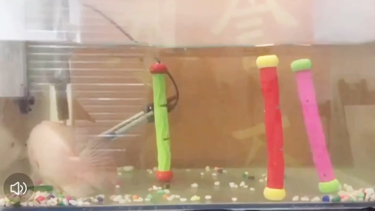 Factory Direct Sale Underwater Swimming Pool Diving Toy Dolphin Diamond