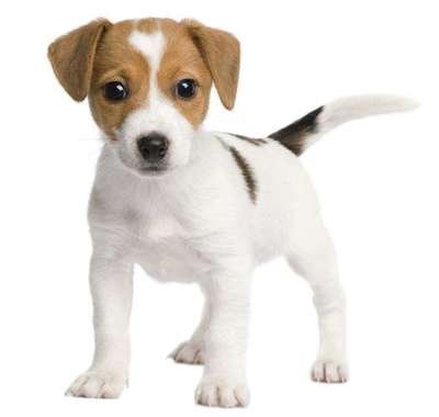 阿飞哥宠物犬具用品