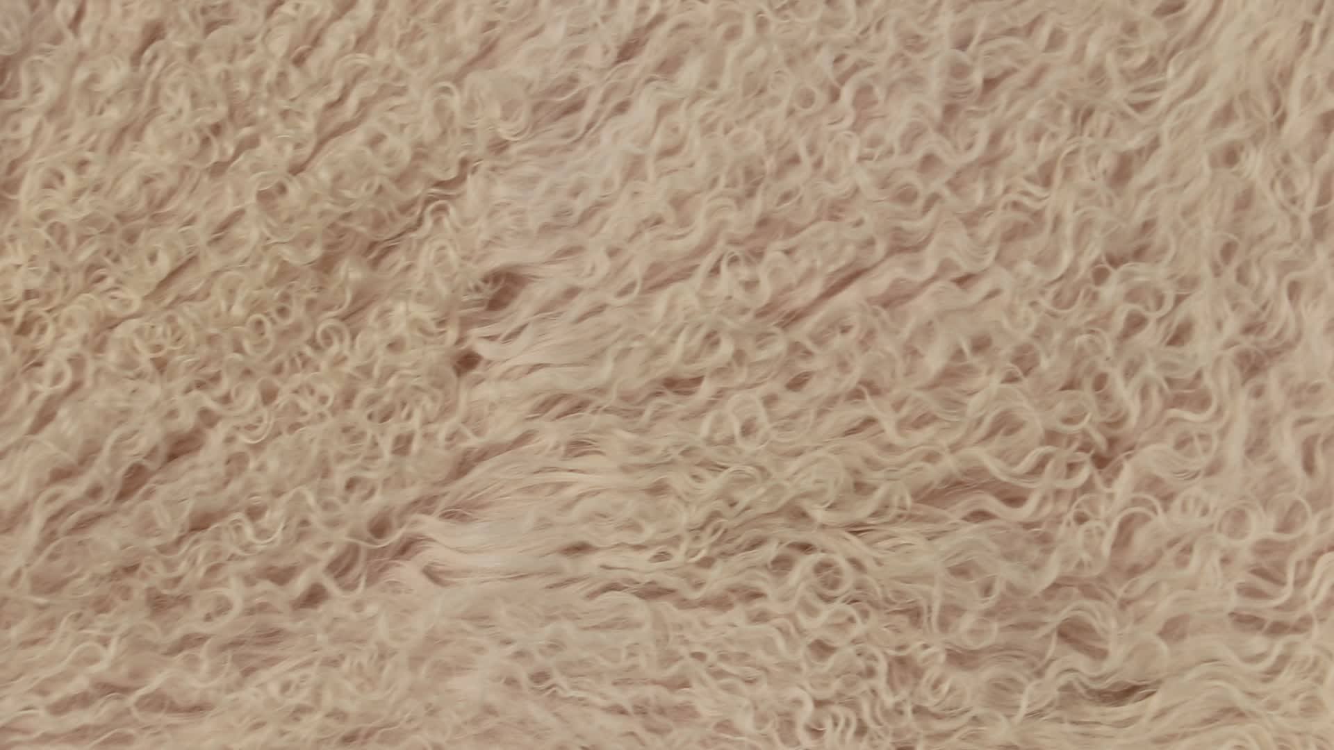 Long Curly Hair Mongolian Tibet Lamb Fur Plate Rug Throw Indigo Blue