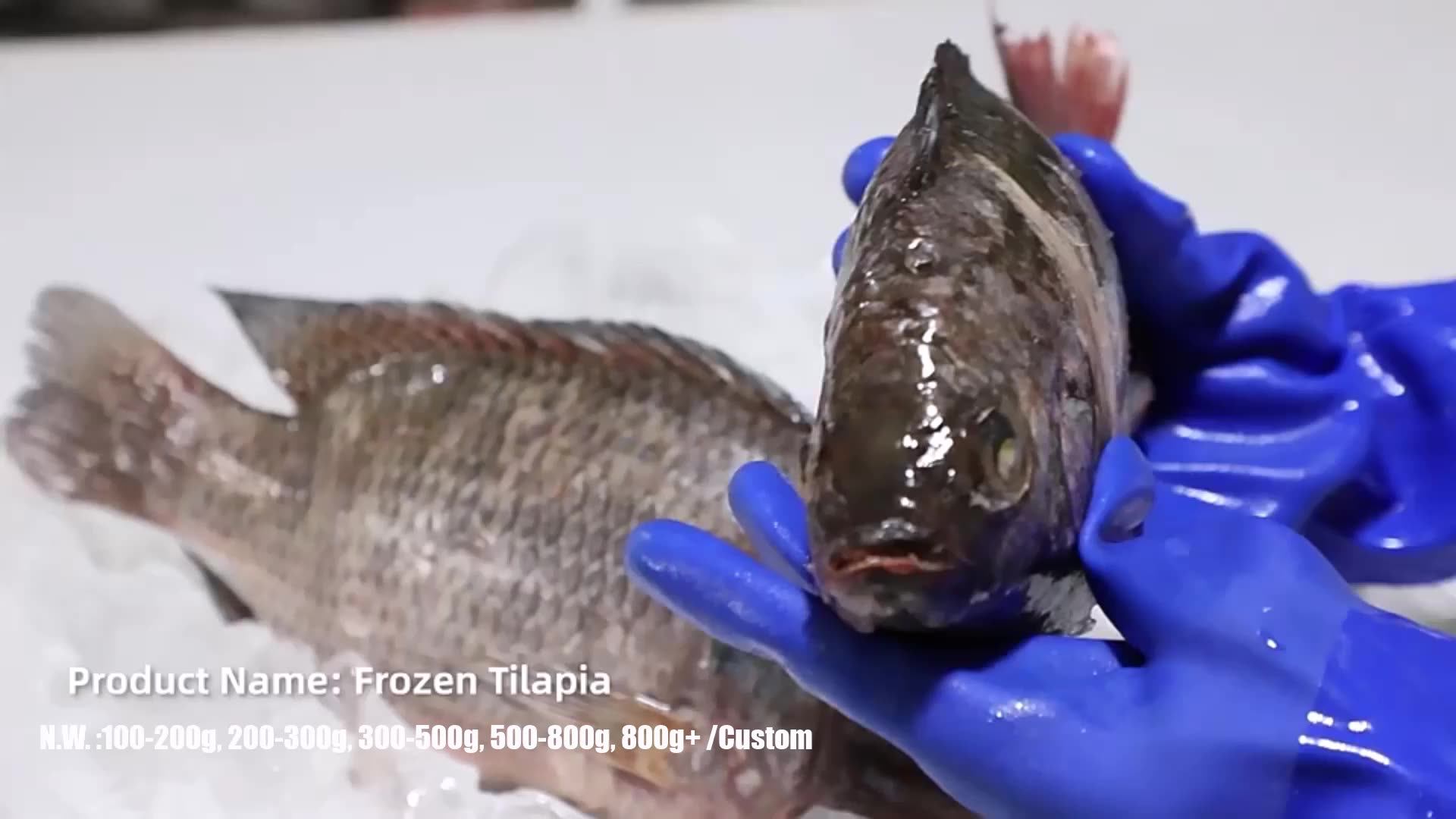 Hot Selling Cheap 45100 N.w. Black Tilapia Frozen Wholesale Price All