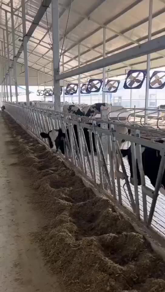 Portable Cow Cubicles Hot Dip Galvanized Cattle Livestock Divided