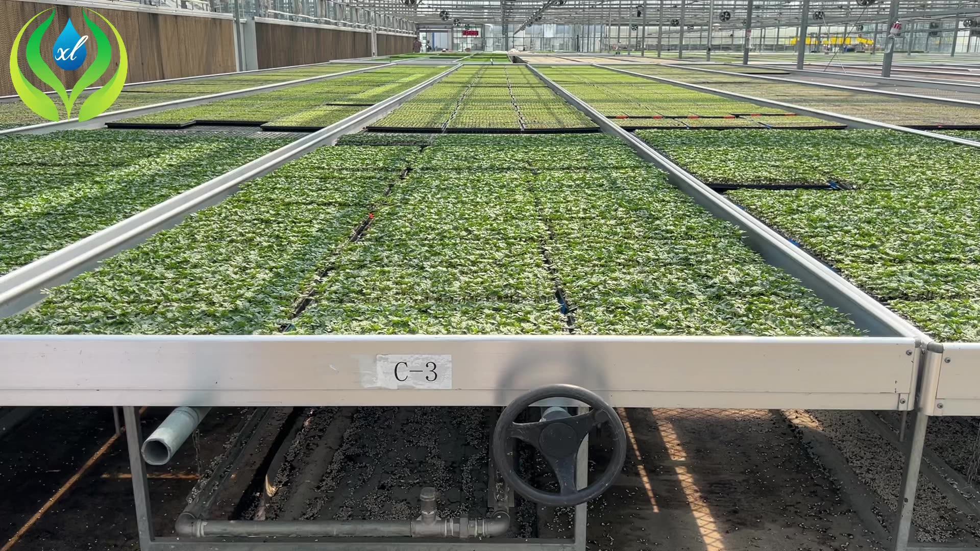 Myxl Seedbed 4x4 4x6 4x8 Flood Tray Grow Tables Greenhouse Wire Mesh