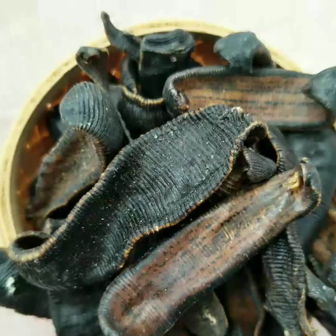 Shui Zhi Bulk Dry Leech Medicinalis Hirudo Leeches Buy Hirudo