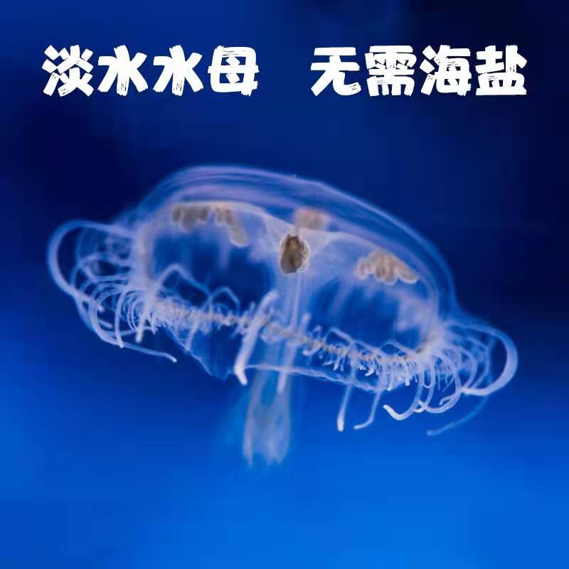 淡水桃花水母