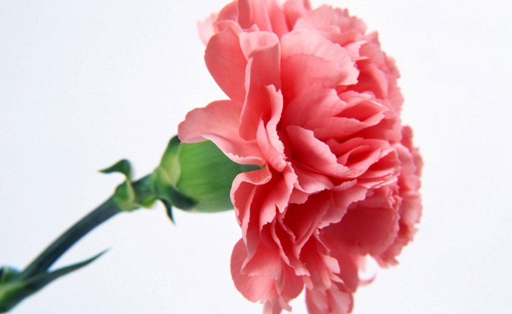 莹莹鲜花批发商行