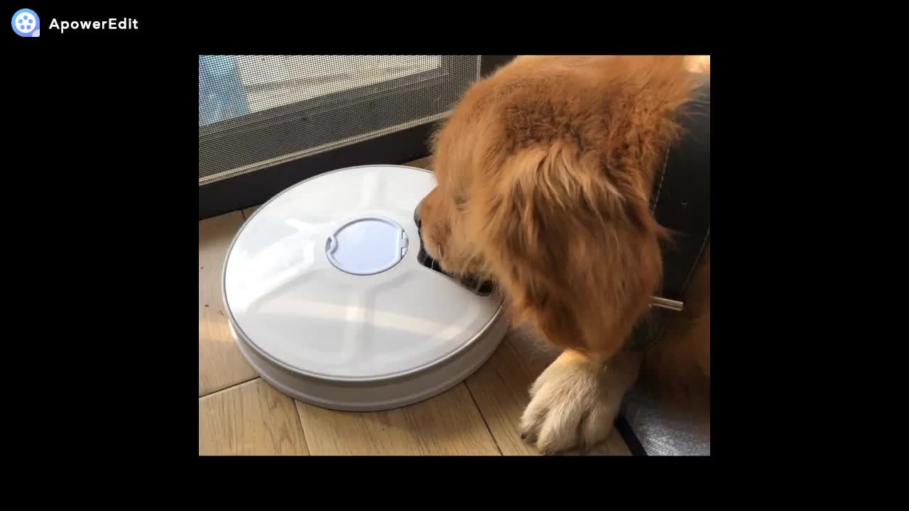 6meal Dog And Cat Feeder Bowls With Programmable Digital Timer And