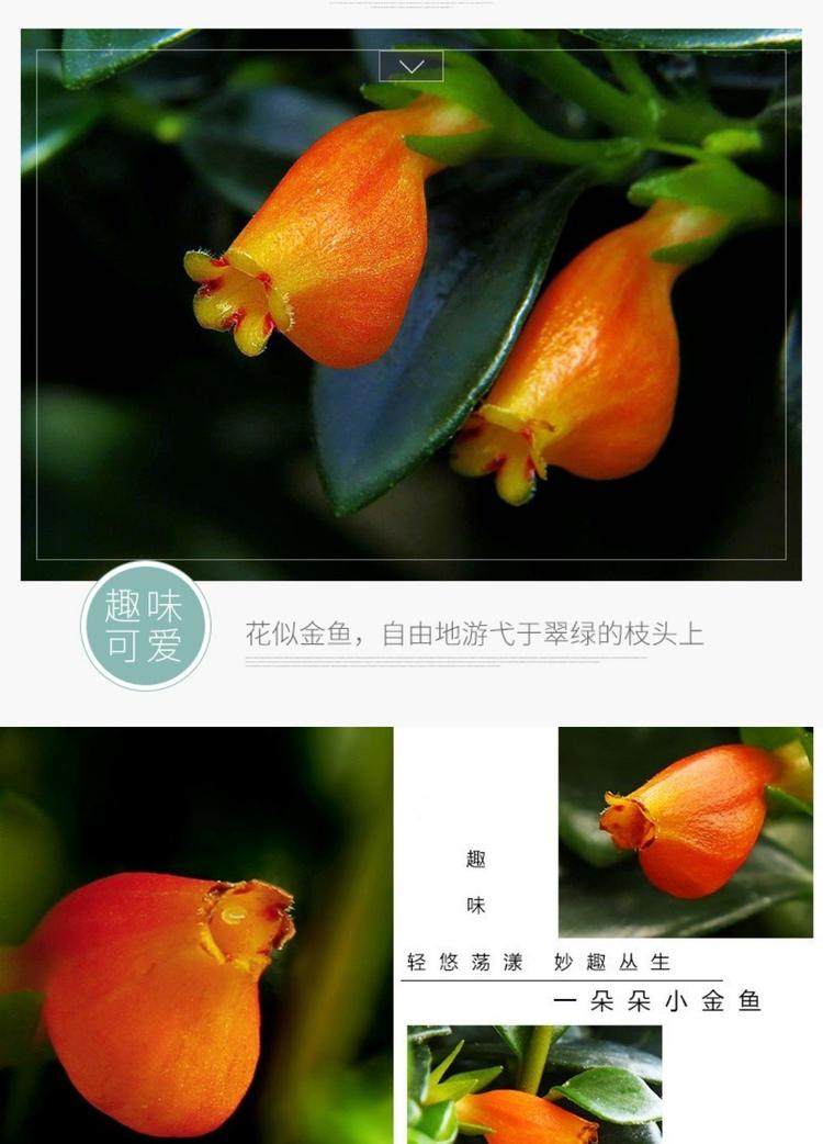 千姿卉园艺