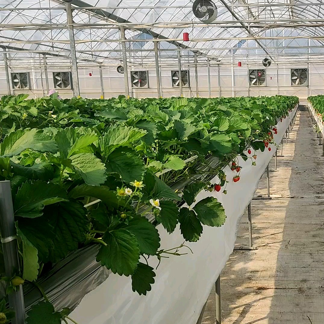 Agricultural Used Greenhouse Equipment For Sale Buy Greenhouse