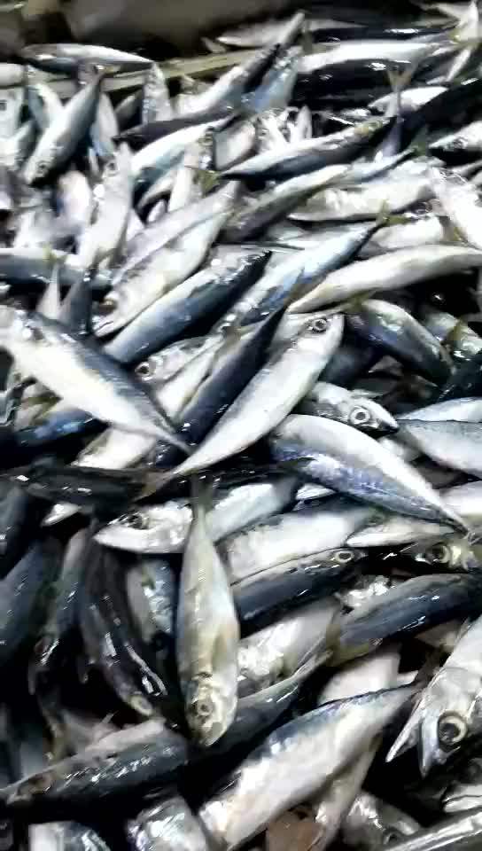 Chub Mackerel /king Mackerel /seafood Mackerel Buy Chub Mackerel,King