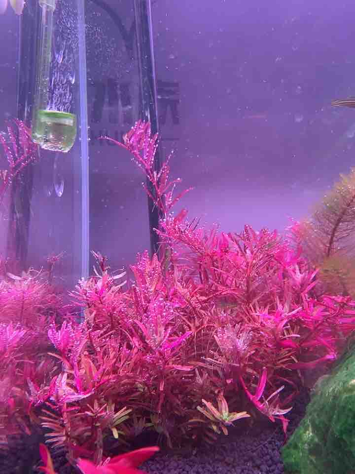 Grass cylinder Carbon dioxide finisher Fish tank co2 finisher Built-in acrylic atomizer Micro cylinder mini diffusion