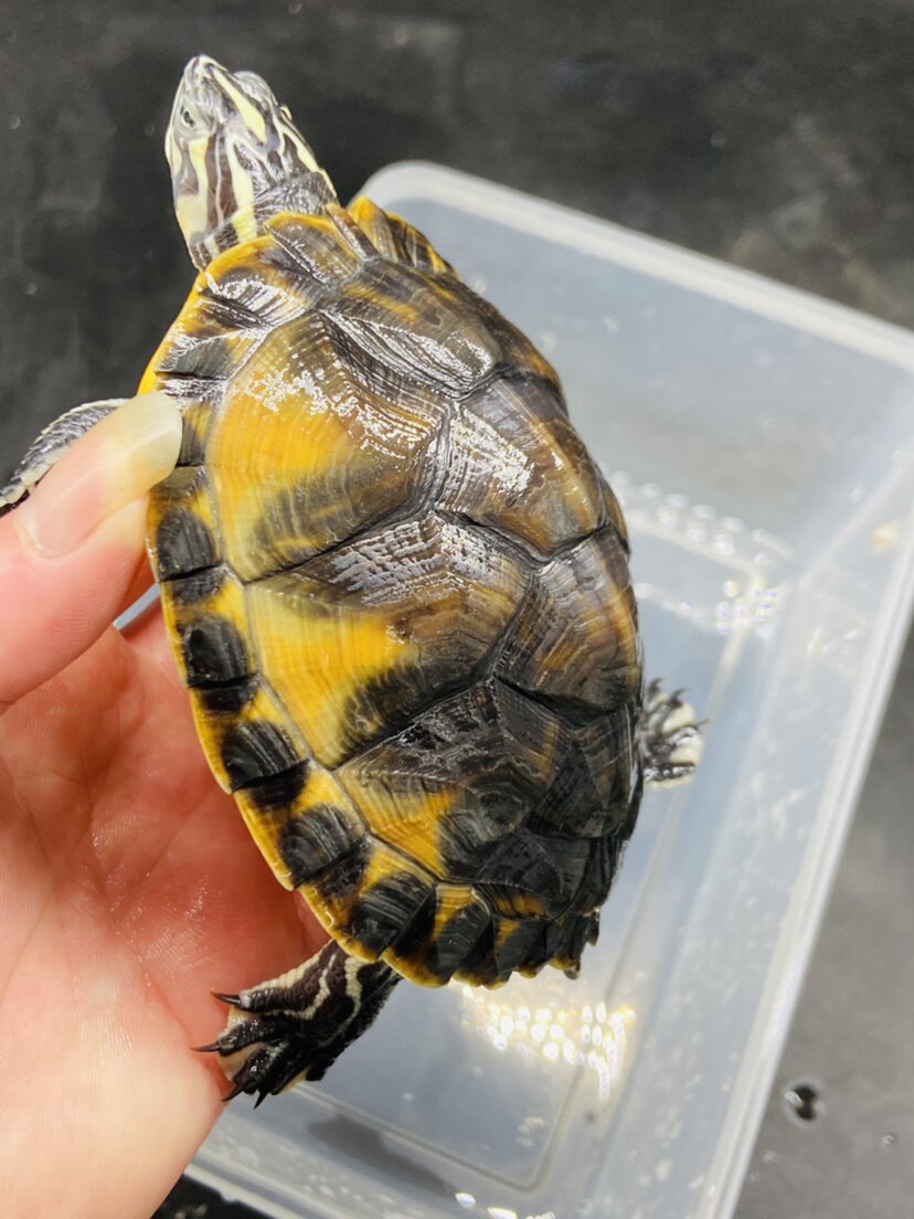 Boutique Winged Female Turtle