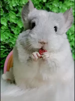 Chincho food staple food feed snacks ChinChin Cubs baby grain fat fat bright hair high grade rabbit grain feed 3 pounds