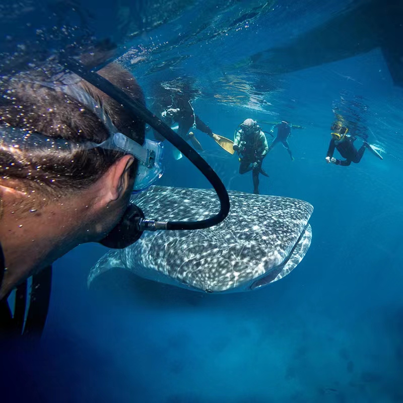 菲律宾宿务：一场与鲸鲨共舞的梦幻之旅