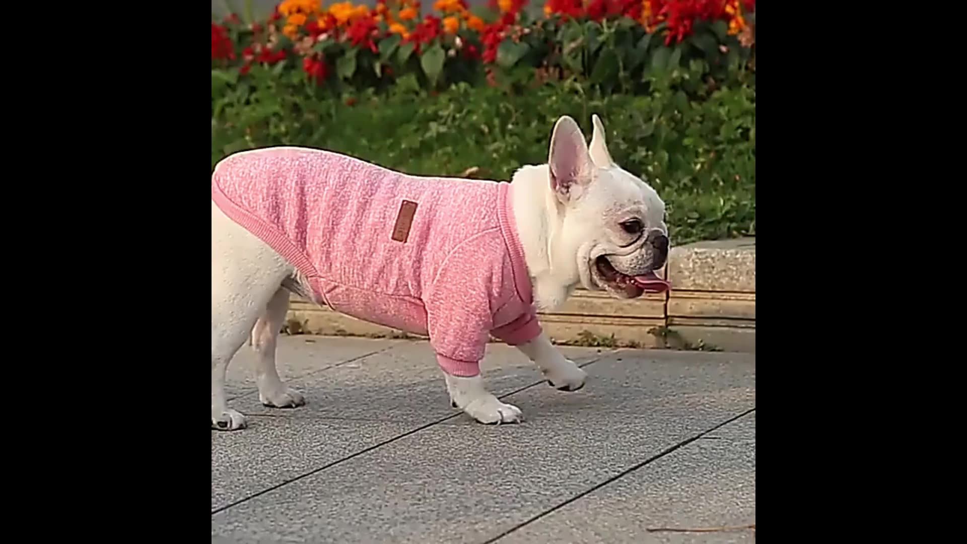 Xsxxl Cute Dog Solid Color Multisize Color Puppy Clothes Pet Supplies Pet Clothes For Dogs