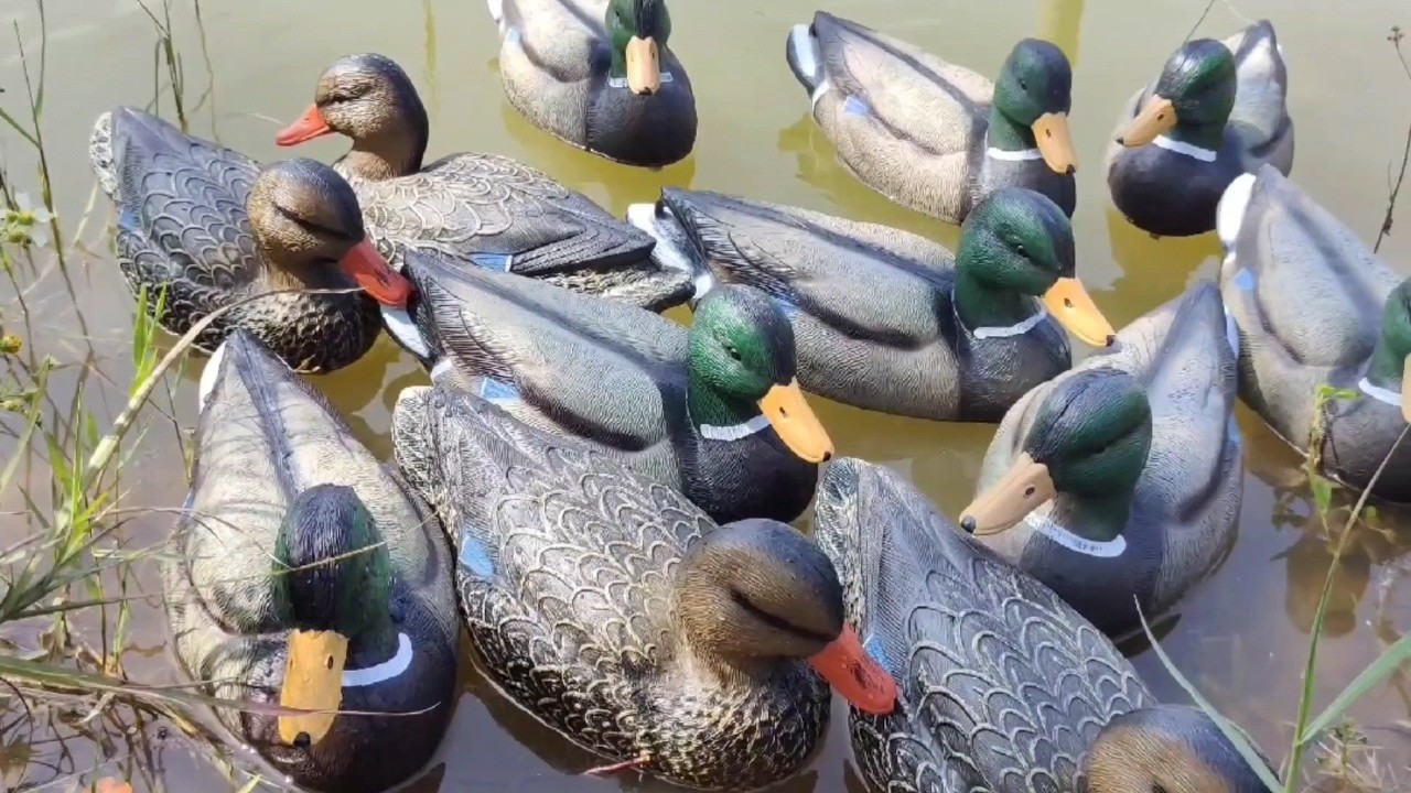 Full Size Oversized Mallard Drake Greenhead Flocking Hunting Duck Decoy Buy Hunting Duck Decoy