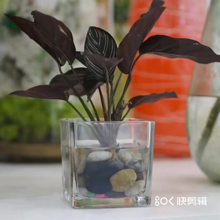 Wholesale Glass Vase Transparent Flower Arrangement Square