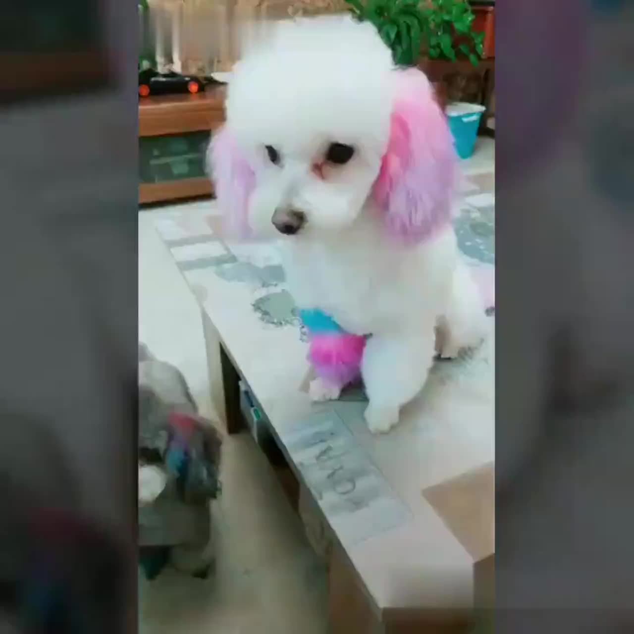 Can You Dye Dogs Grey Hair