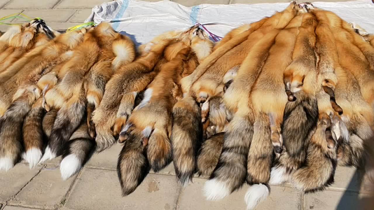 Hot Selling Coat Decoration Fox Fur Pelt Whole Animal Red Rox Fur Pelt