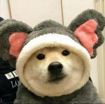 米奥宠物用品