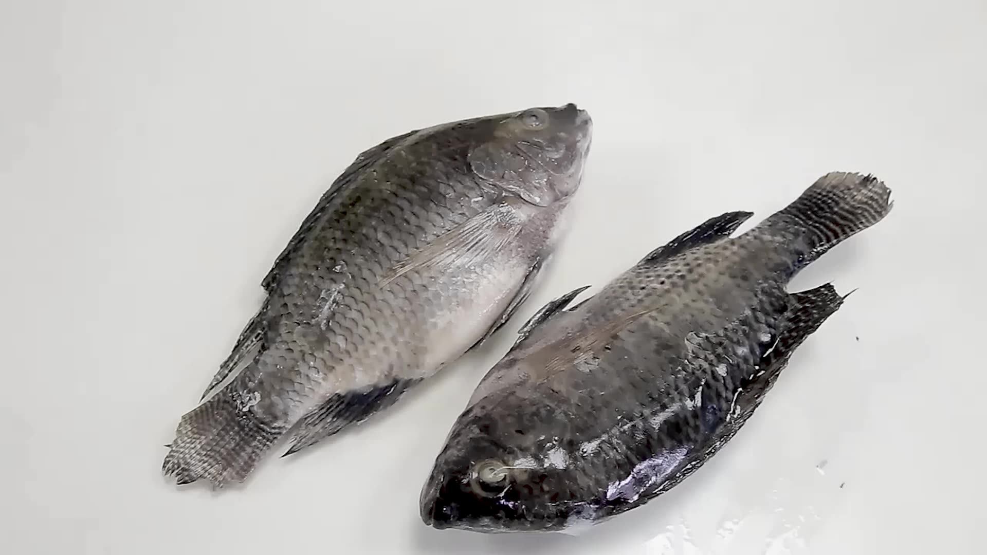 Chinese Tilapia Farming Fish Poisson Tilapia Fish Price Per Kg Frozen