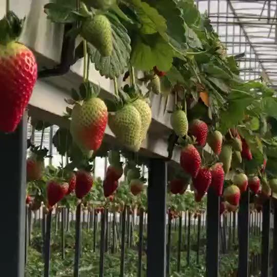 40ft Vertical Farming Shipping Container Grow Room Full Auto