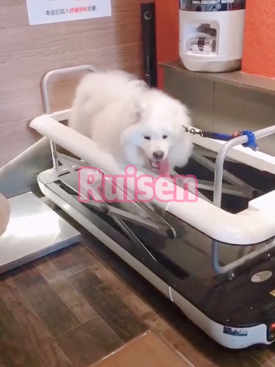 Commercial Electric Pet Treadmill Dog Running Machine Body Building