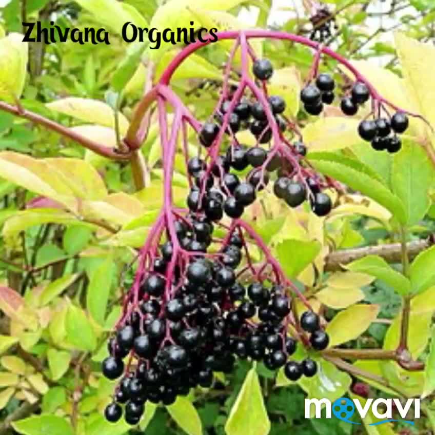 бузина сибирская sambucus sibirica. бузина красная sambucus. как выглядит бузина. бузина кистевидная. бузина черная 'aurea'.