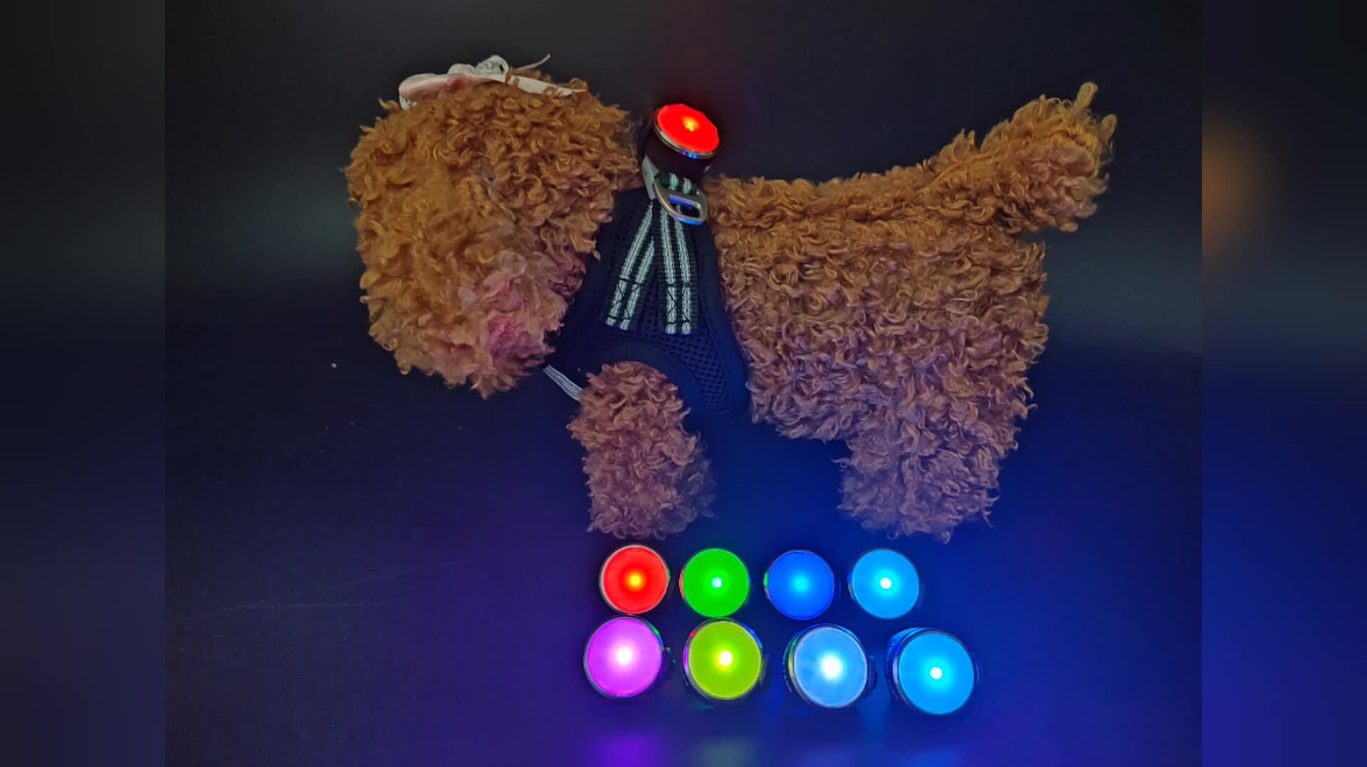 Umione Night Dog Lights Rechargeable Rgb Color Changing Dog Collar
