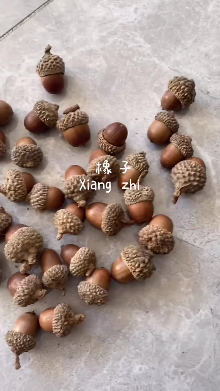 天然带帽橡果子饰品大橡果野生干花橡碗橡树果装饰摆件橡子果橡实-阿里巴巴