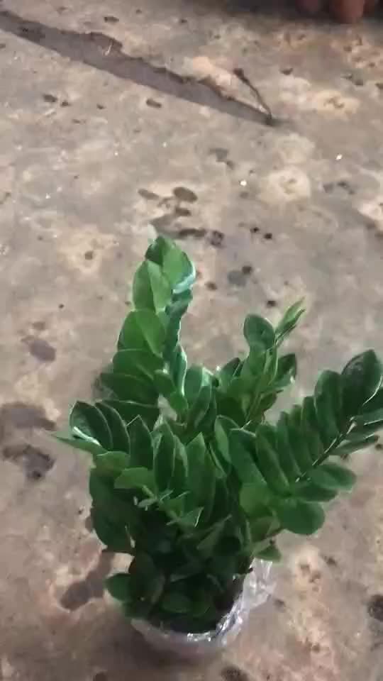 Zamioculcas Zamiifolia,Money Trees,Zz Plants Buy Decorative Plant