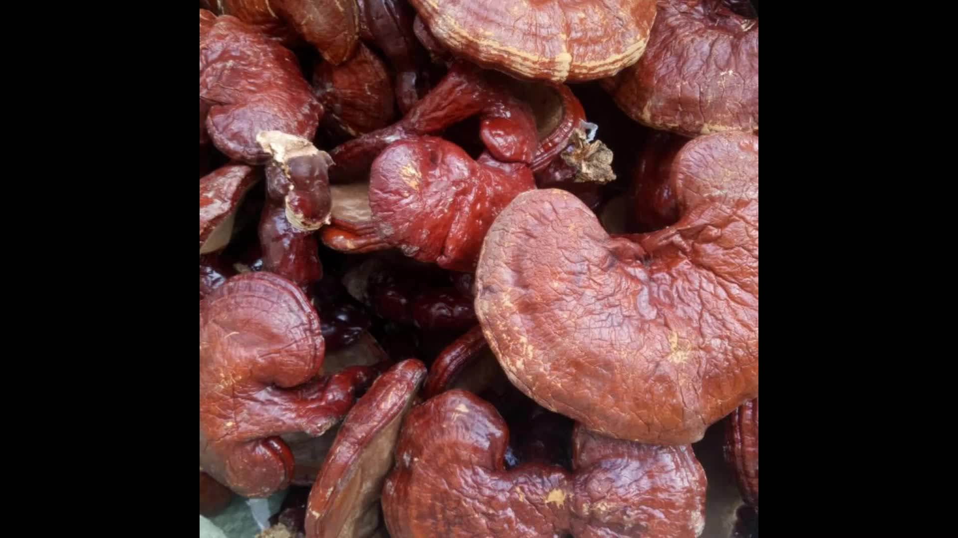 Dry Raw Herb Lucid Ganoderma From Wild Ganoderma Lucidum Karst For Tea