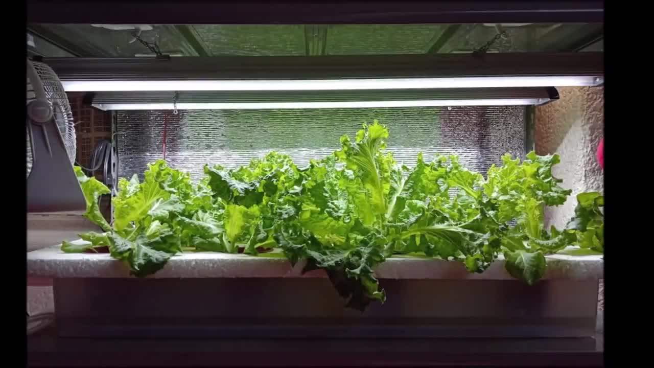 Strawberry Aeroponic Container Home Vertical Greenhouse Indoor Plant